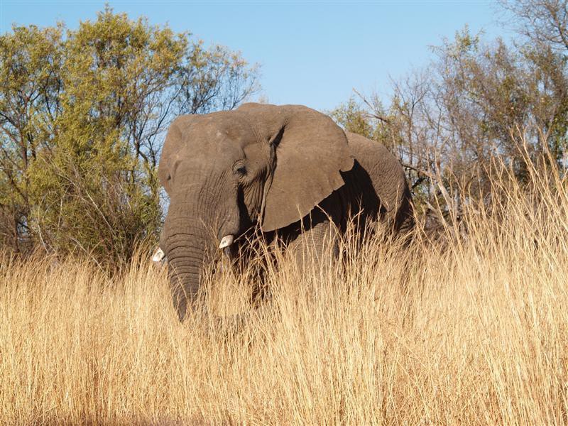 Pilanesberg Nationaal Park