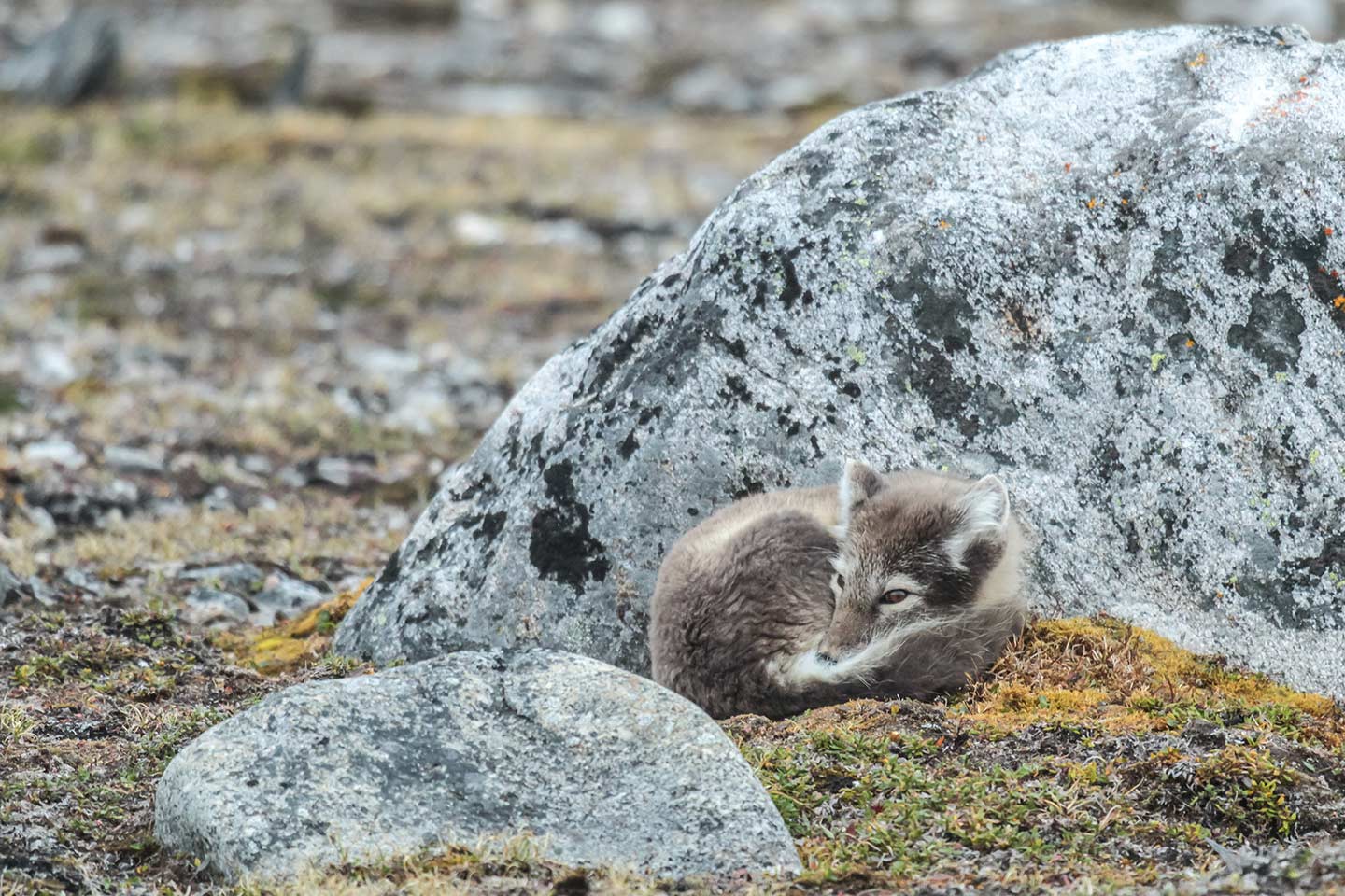 Afbeelding van Poolvos Spitsbergen Augustus Norge Reiser Esther Baas