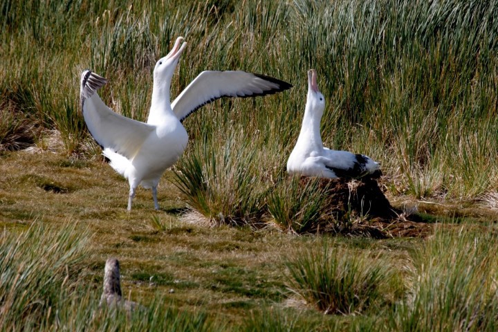 Afbeelding van Prion Island Oceanwide Expeditions Jan Bryde