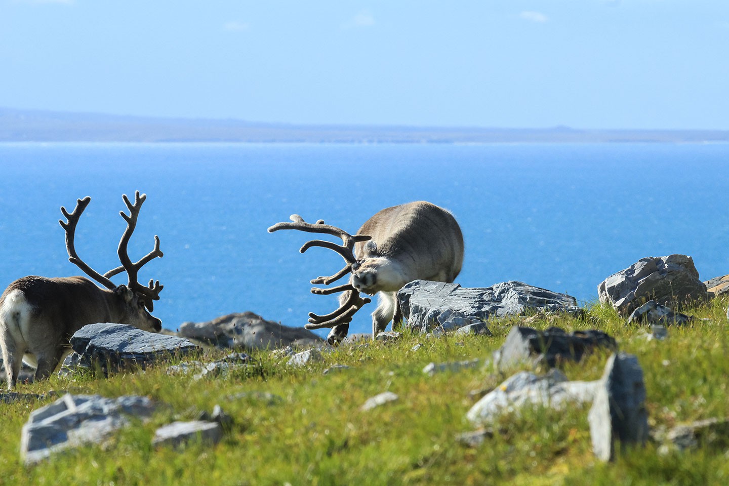 Afbeelding van Rendier Spitsbergen Norge Reiser Ramon Lucas