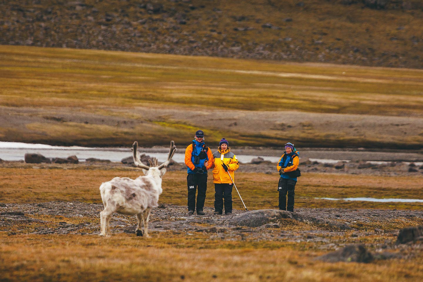 Afbeelding van Rendier Spitsbergen Quark Expeditions David