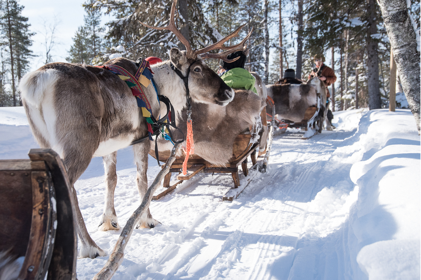 Rendiersafari Ruka