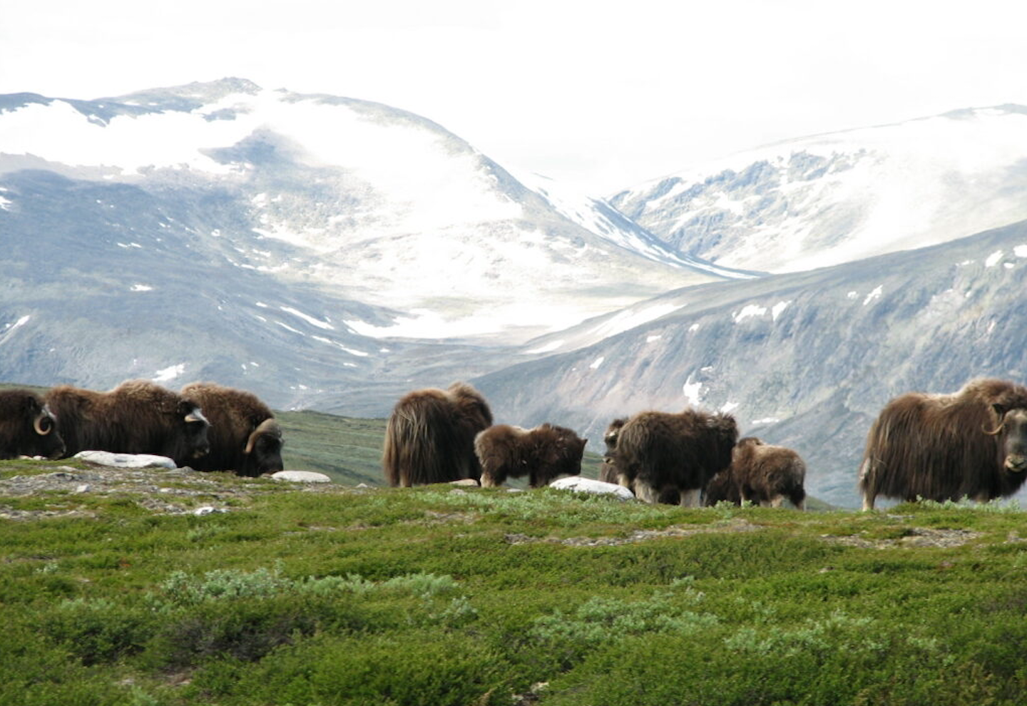 Sollia, Rondane River Lodge