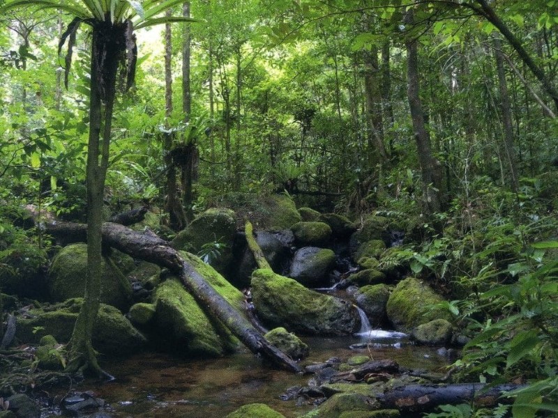 Afbeelding van Rondreis Madagskar Noord Masoala Forest 01