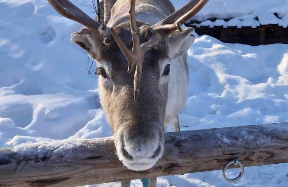 Afbeelding van Sea Lapland Safaris Rendiersafari 3