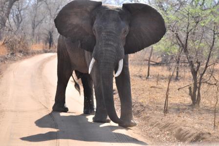 Thawale Camp - Majete Wildlife Reserve