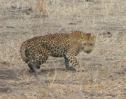 Thawale Camp - Majete Wildlife Reserve