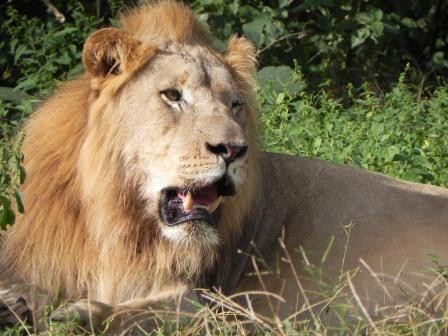 Thawale Camp - Majete Wildlife Reserve