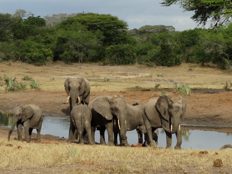 Afbeelding van Tembe Elephant