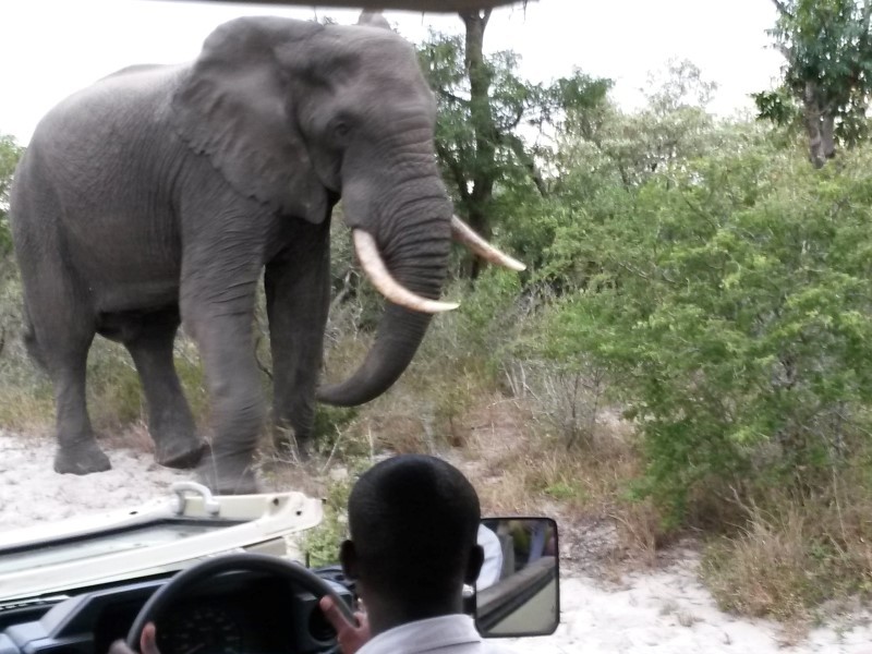 Tembe Elephant Park