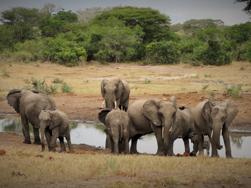 Tembe Elephant Park