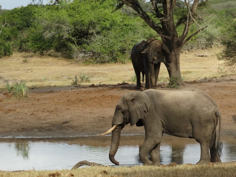 Tembe Elephant Park