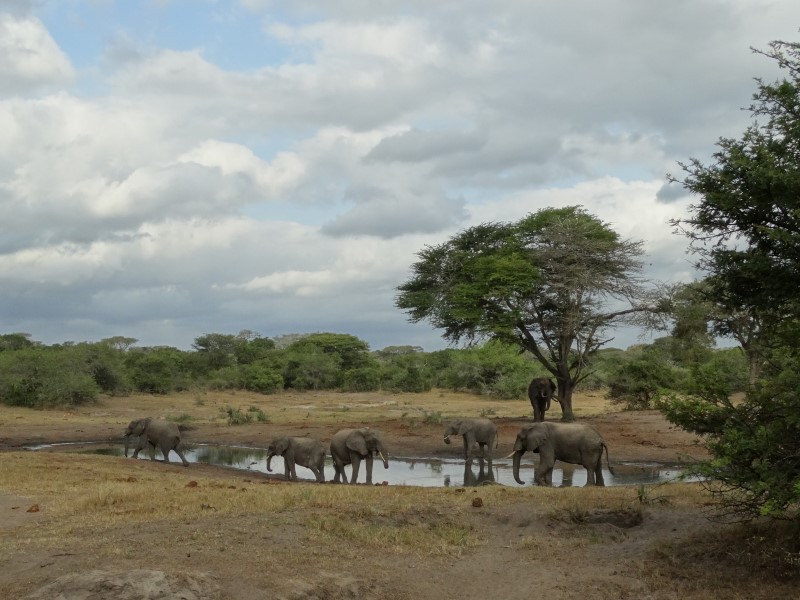 Tembe Elephant Park