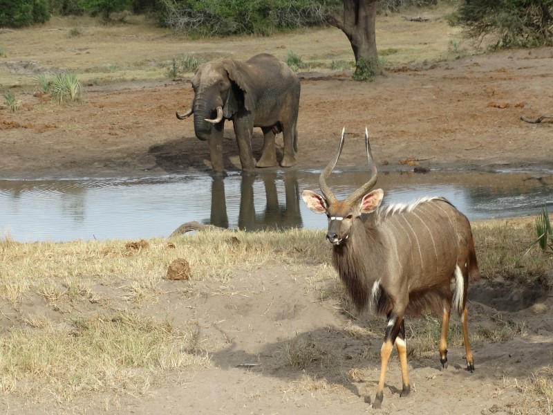 Tembe Elephant Park