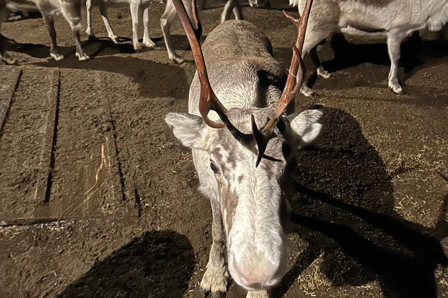 Afbeelding van Troms%C3%B8 Lapland Sami Rendier