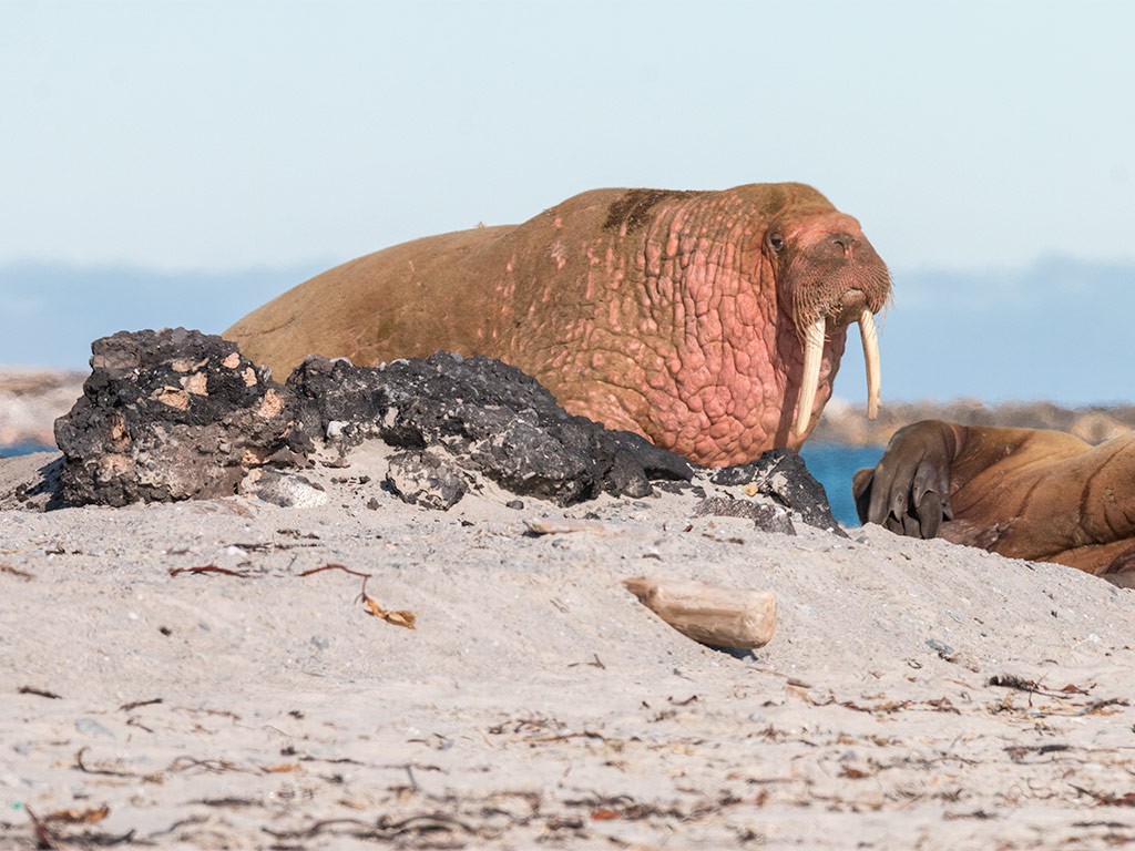 Afbeelding van Tusenoyane Spitsbergen