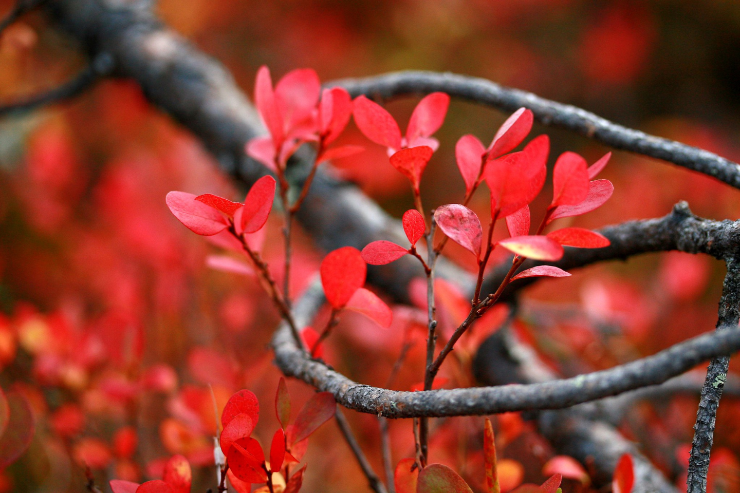 Herfstwandeling - Inari