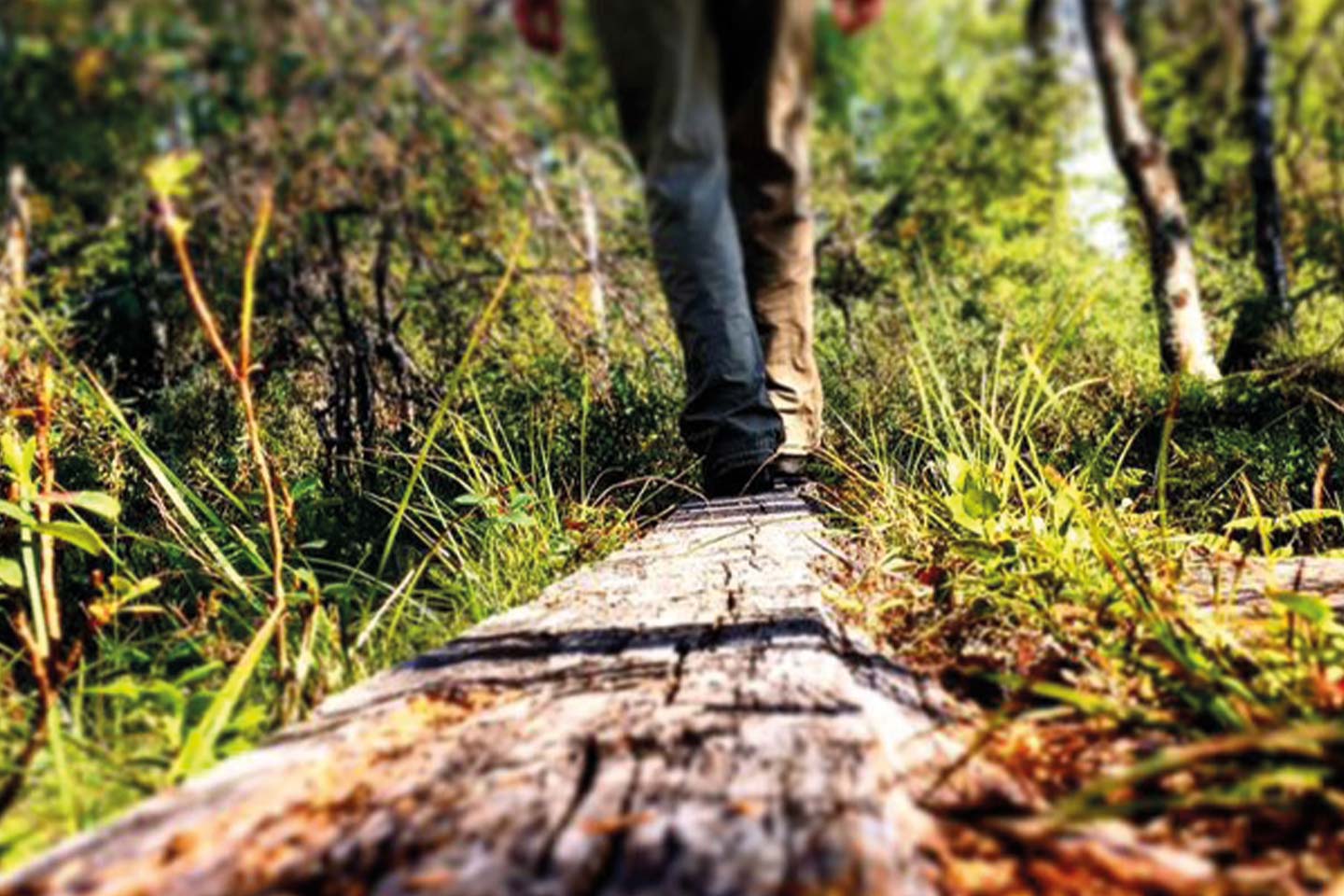 Herfstwandeling - Inari