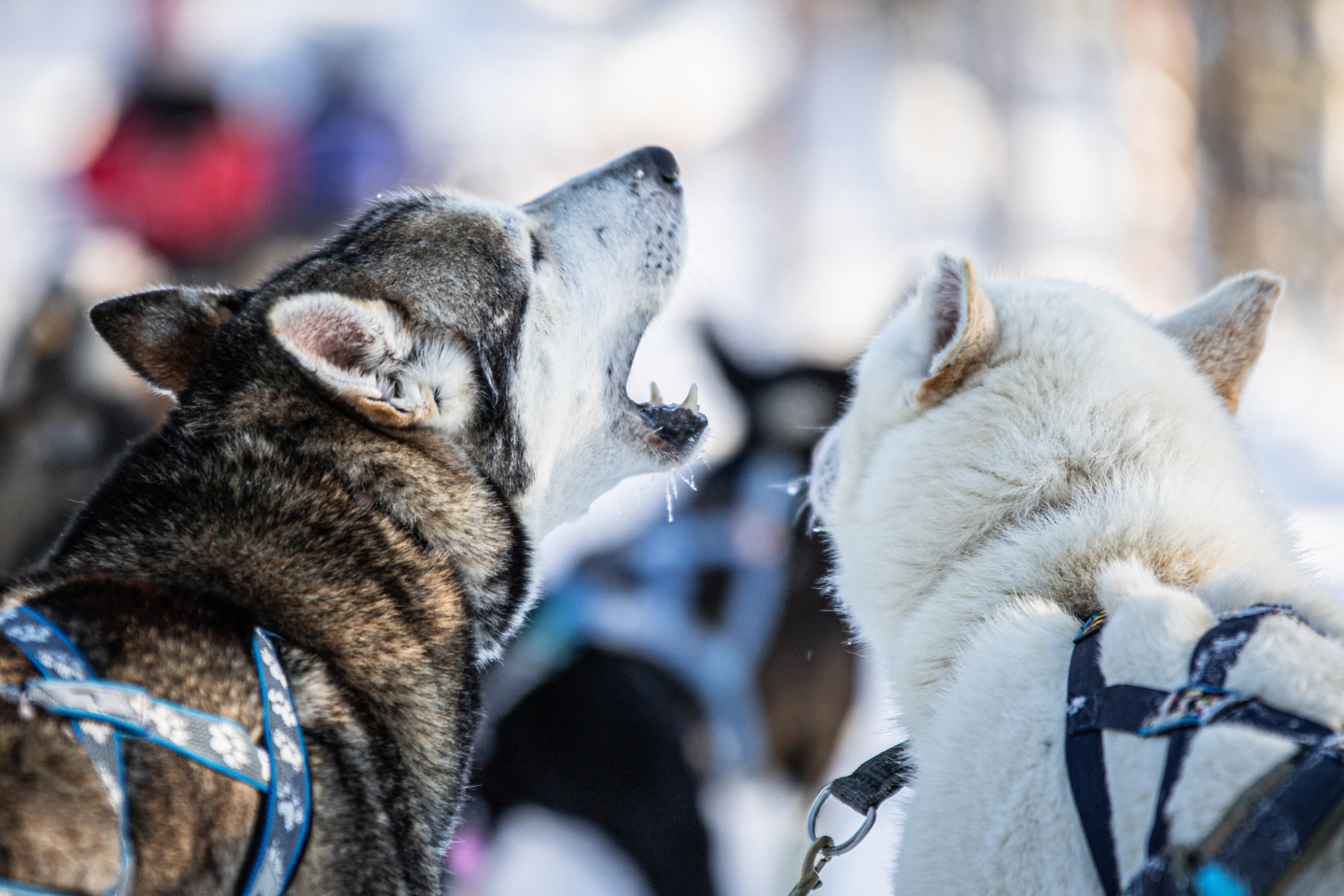 Huskyfarm bezoeken - Inari