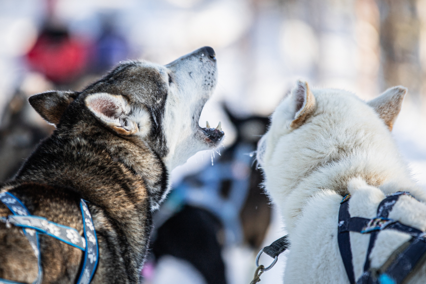 Hondensledetocht - Inari