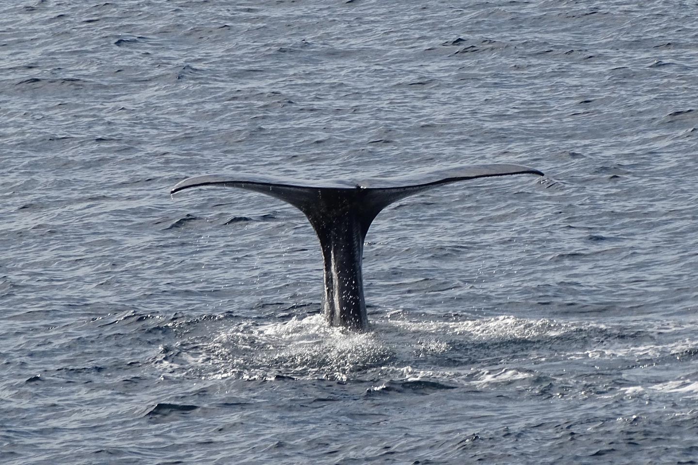 Walvissafari Andenes