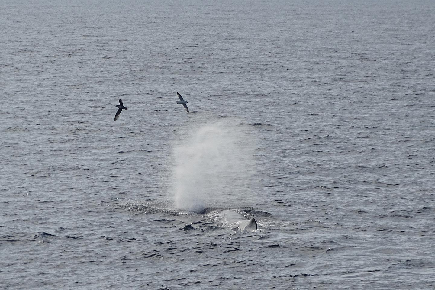 Walvissafari Andenes