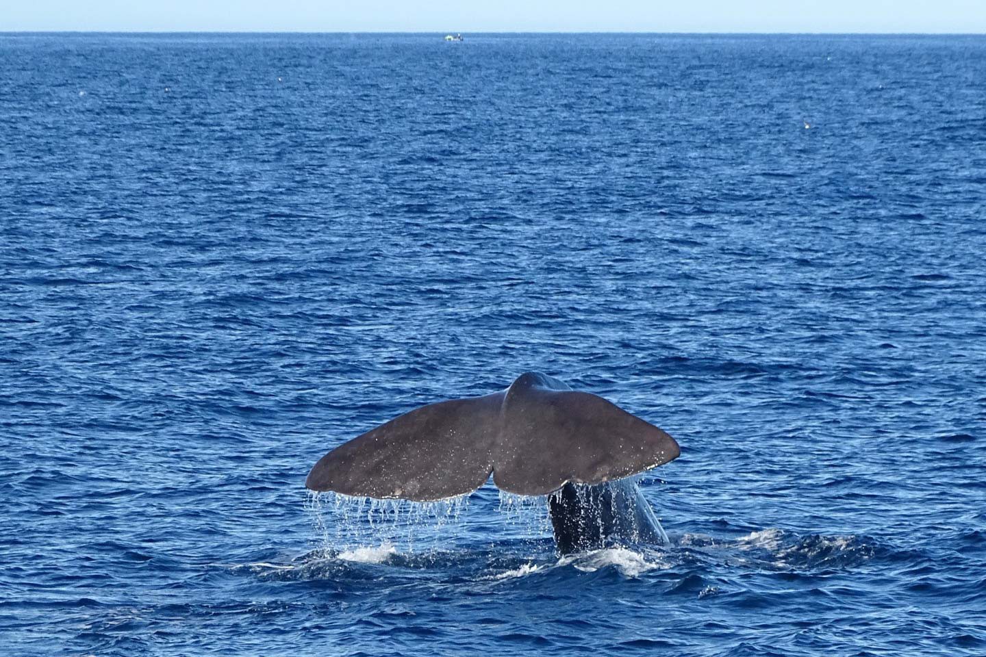 Walvissafari Andenes