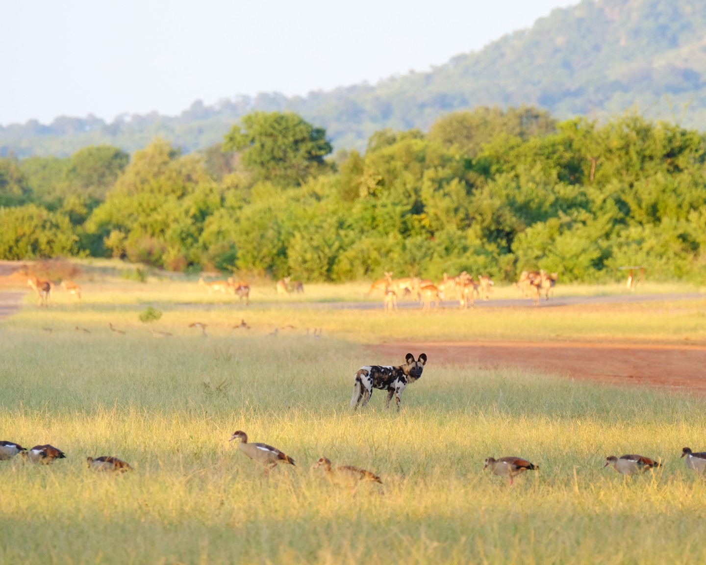 Lower Zambezi Nationaal Park