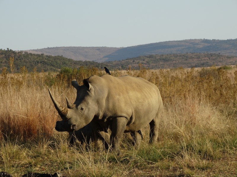 Afbeelding van Wildpark Neushoorn