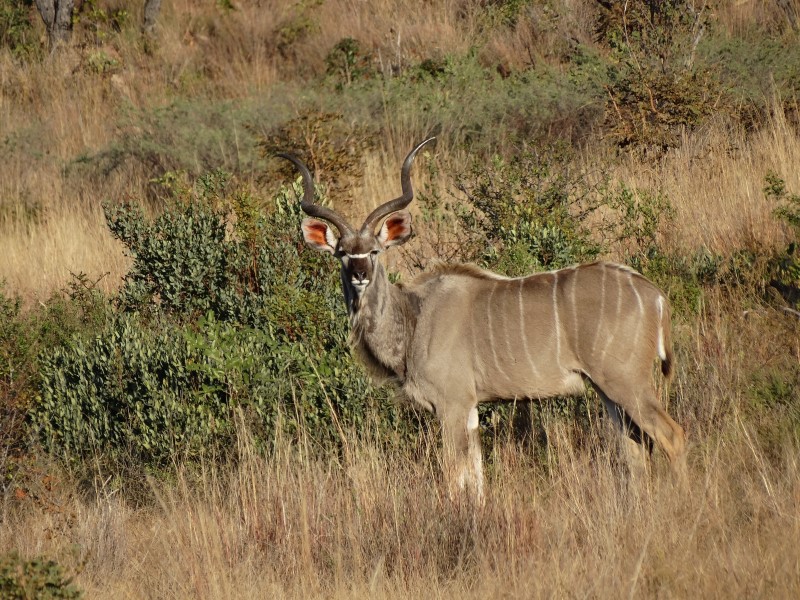 Afbeelding van Wildpark