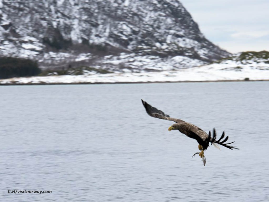 Afbeelding van Zeearendsafari Noorwegen C H Visitnorway