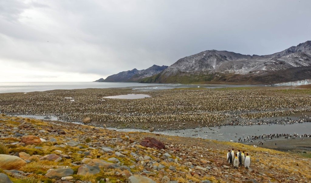 Afbeelding van Zuid Georgia Oceanwide Expeditions Robert Wilpernig