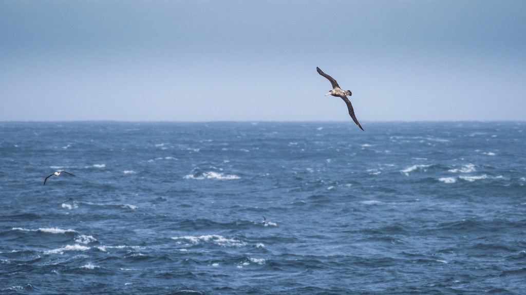 Afbeelding van Zuidelijke Atlantische Oceaan Hurtigruten Karsten Bidstrup