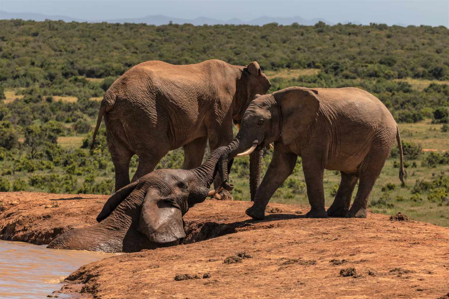 Afbeelding van Addo Elephant Park Zuid Afrika Olifant