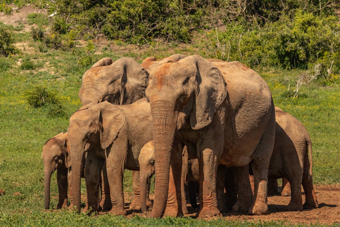 Afbeelding van Addo Elephant Park Zuid Afrika Olifanten Ramon Lucas