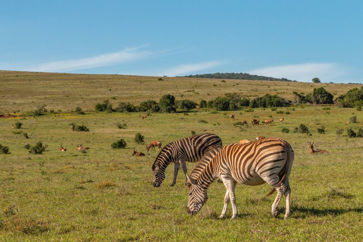 Addo Elephant National Park