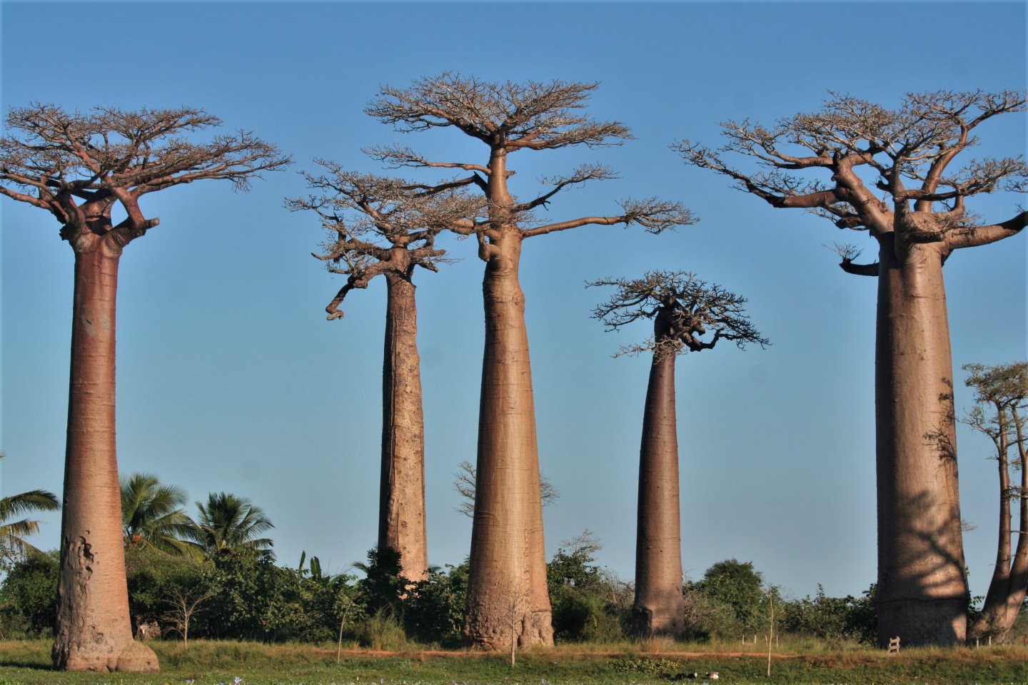 Baobab Avenue