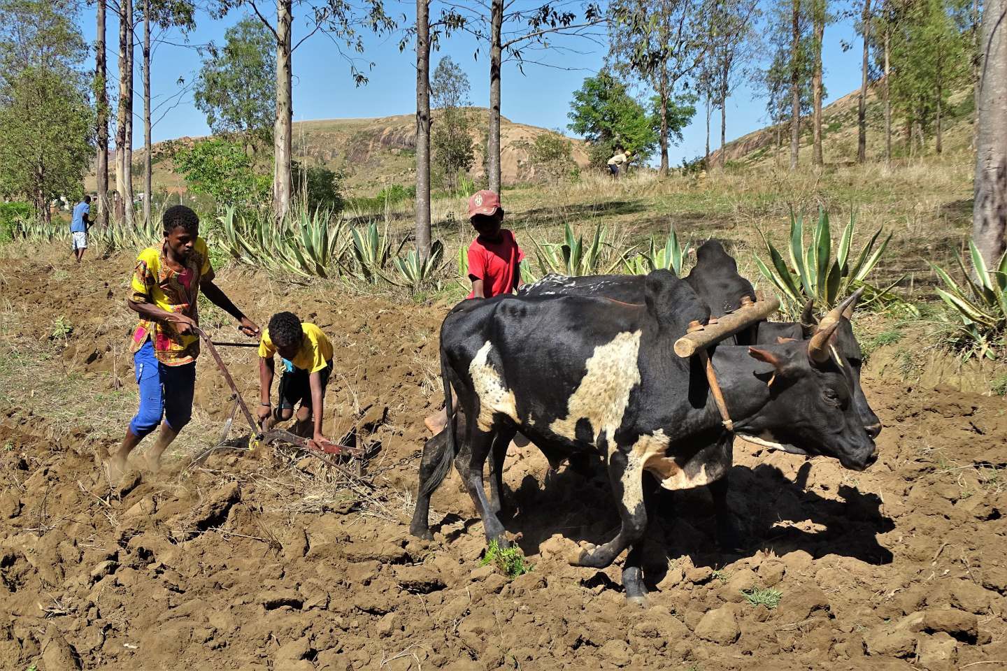 Afbeelding van Ambavalao Anja Community Reserve Douwe Baas