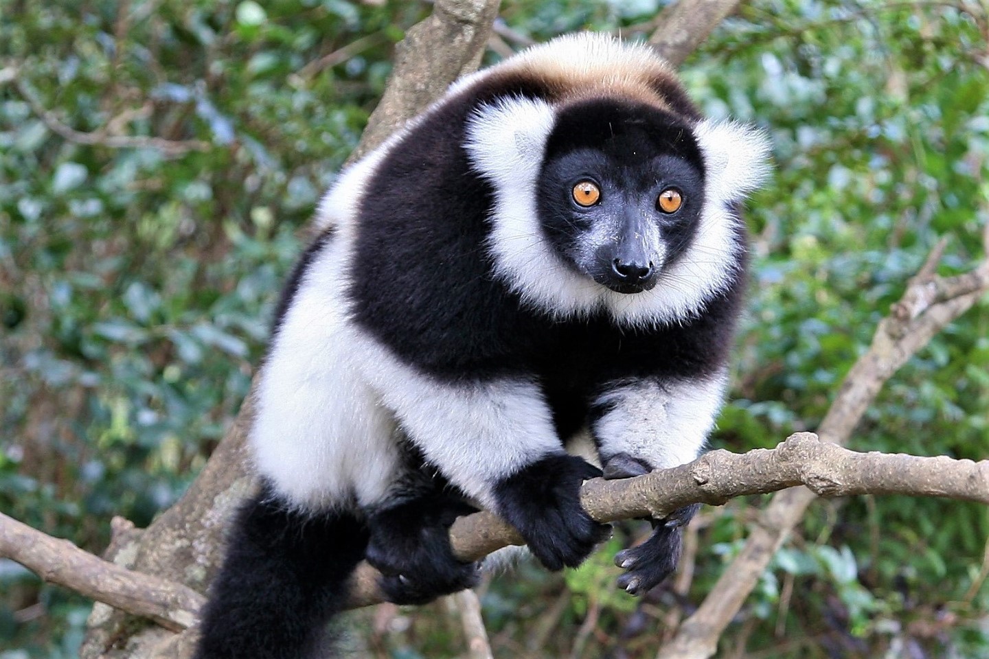 Afbeelding van Andasibe Black And White Ruffed Lemur Madagascar Land Of Wonders
