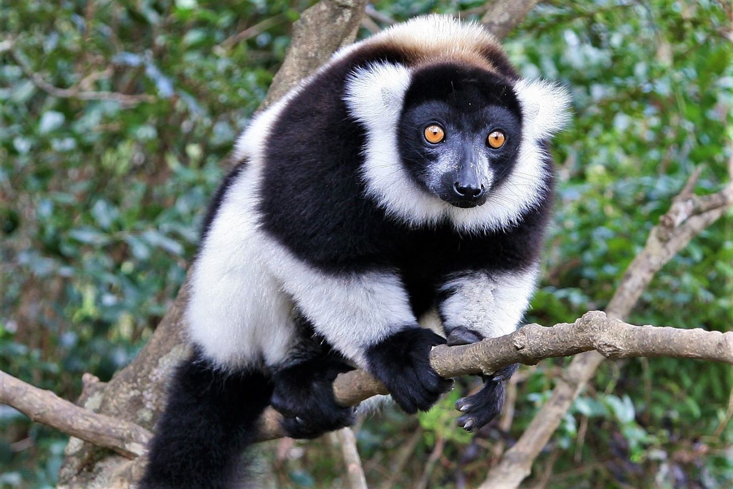 Afbeelding van Andasibe Black And White Ruffed Lemur Madagaskar Land Of Wonders
