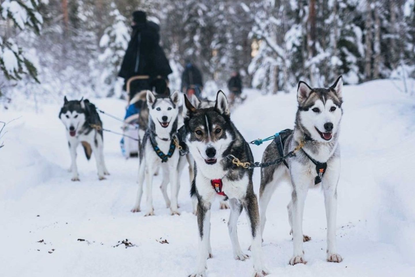 Hondensledetocht - Rovaniemi