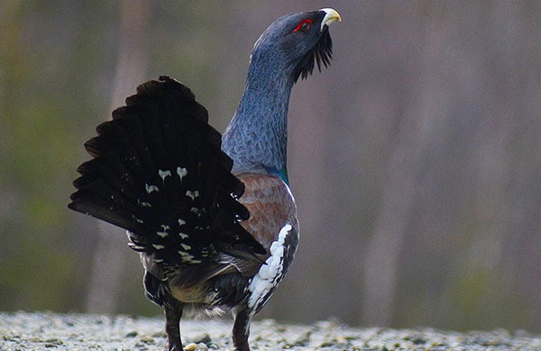 Afbeelding van Baltsende Auerhoenders Nationaal Park Tiveden In Zweden Naturguide Tiveden