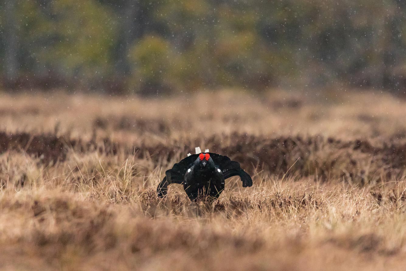 Afbeelding van Baltsende Korhoen Nationaal Park Tiveden In Zweden Ramon Lucas 12