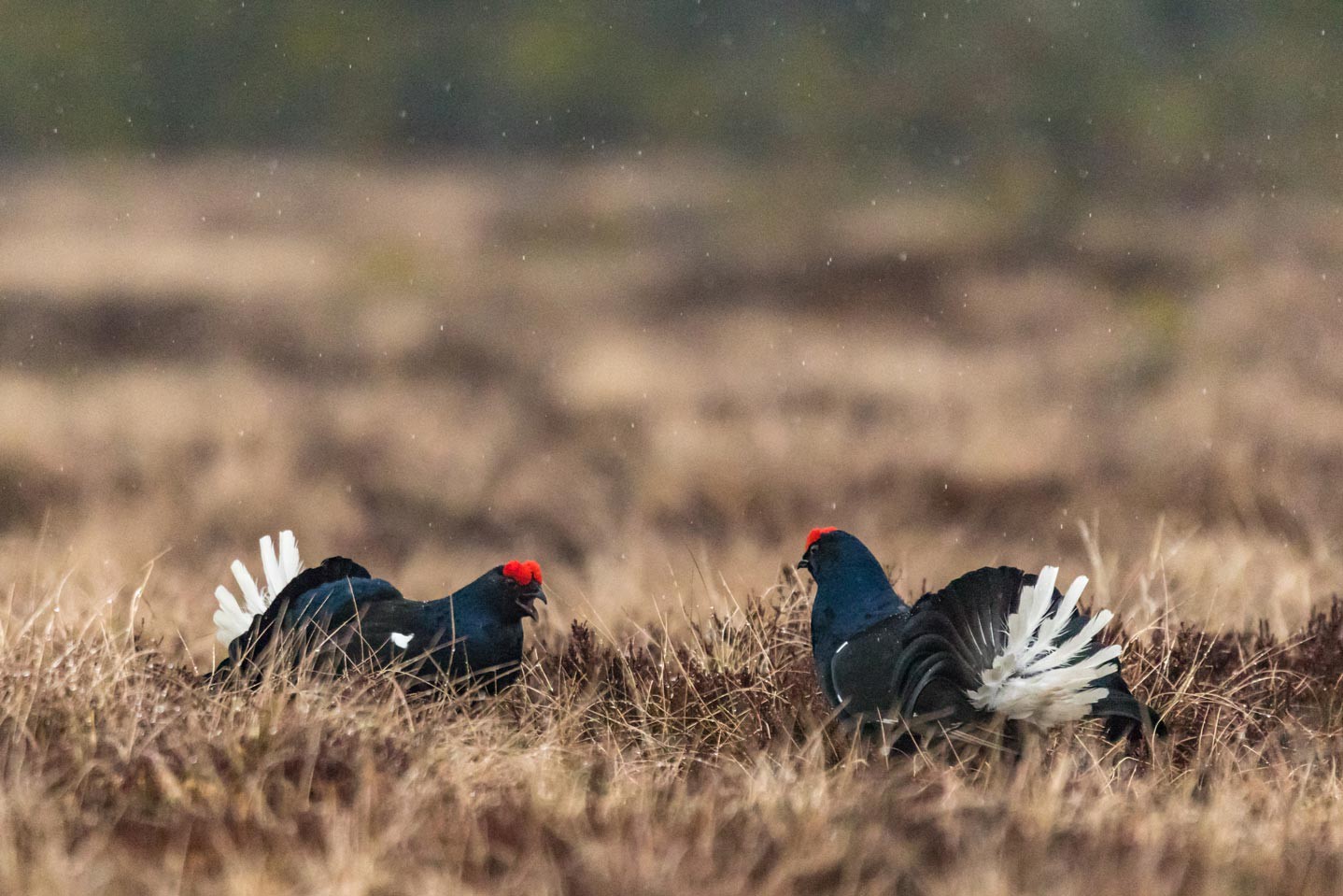 Afbeelding van Baltsende Korhoen Nationaal Park Tiveden In Zweden Ramon Lucas 7