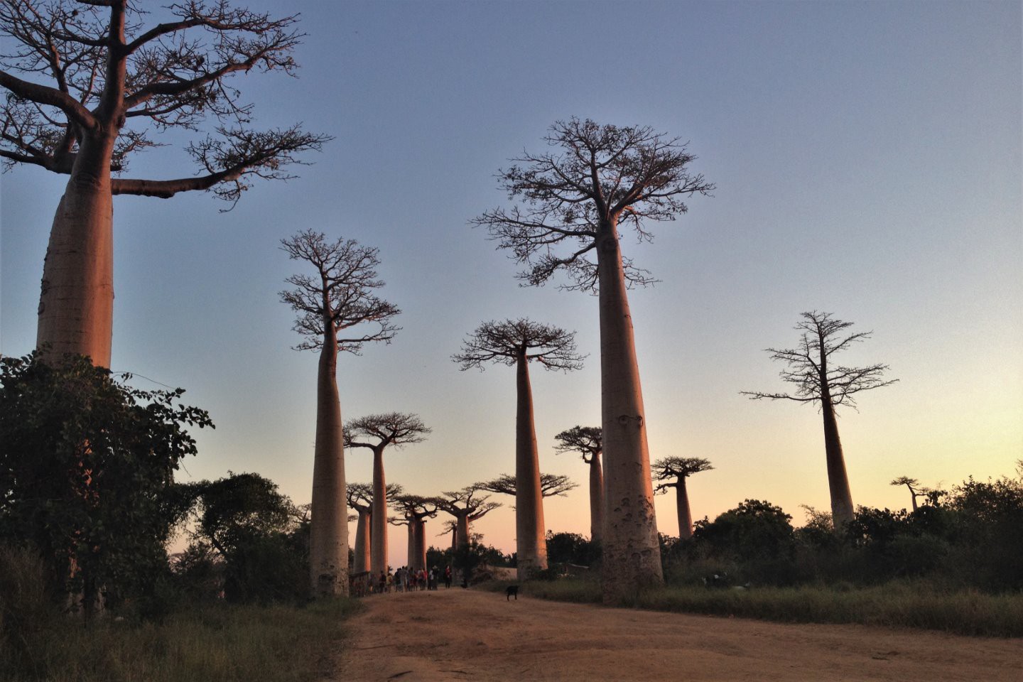 Afbeelding van Baobab Allee Fred Koorn