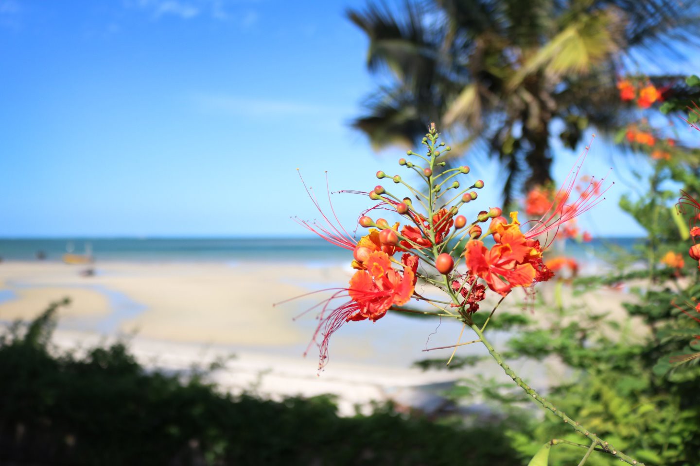 Baobab Beach Resort - Vilanculos