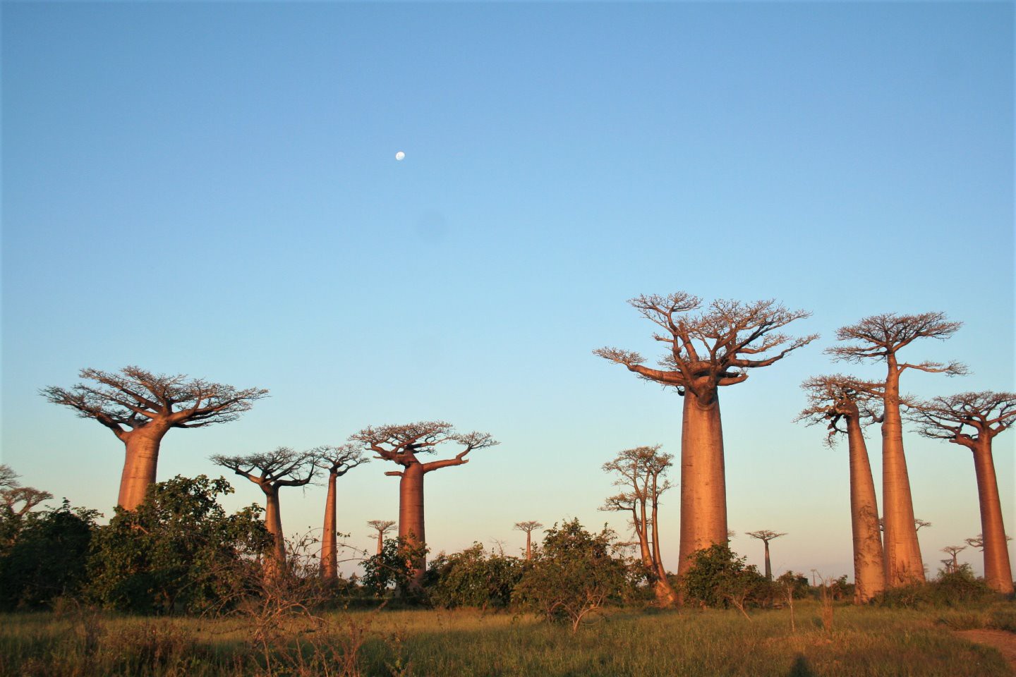 Baobab Avenue