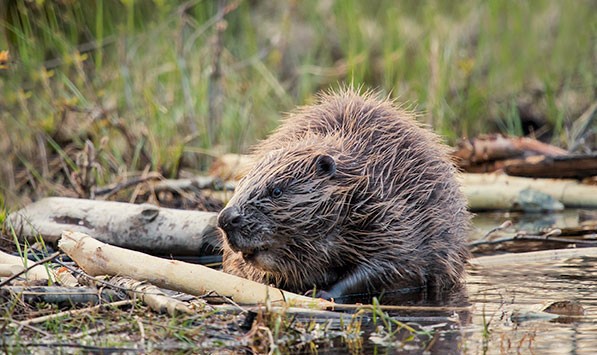 Afbeelding van Bever Safari Nationaal Park Tiveden In Zweden Naturguidetiveden