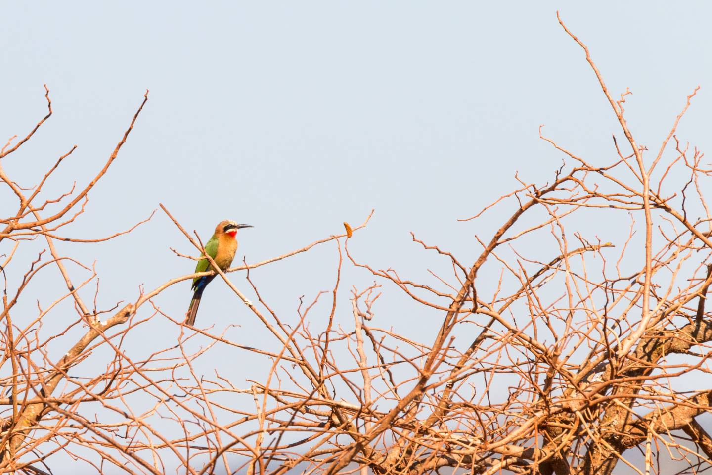 Mlilwane Wildlife Sanctuary