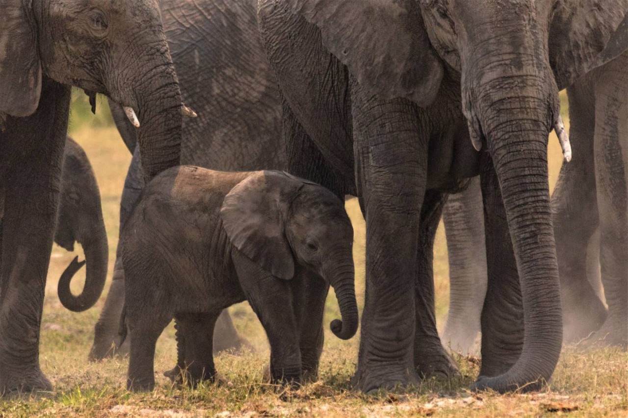 Afbeelding van Botswana Highlights Olifanten Chobe Cape Tracks Ramon Lucas